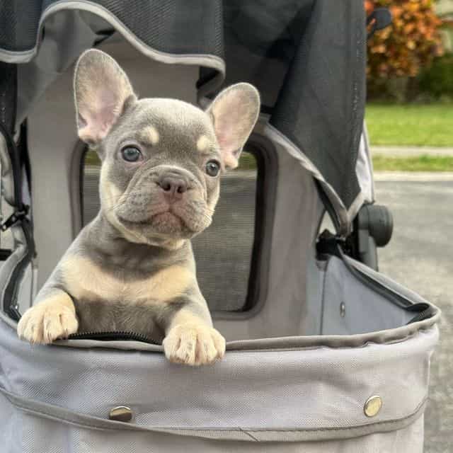 Apple - French Bulldog Female