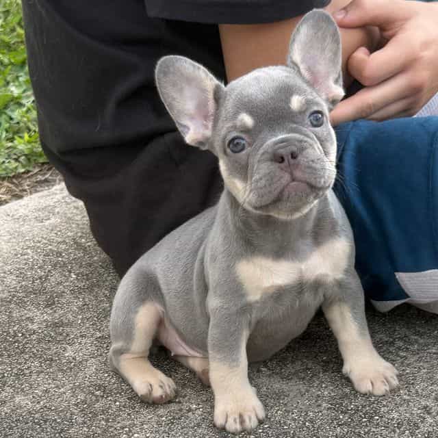 Apple - French Bulldog Female