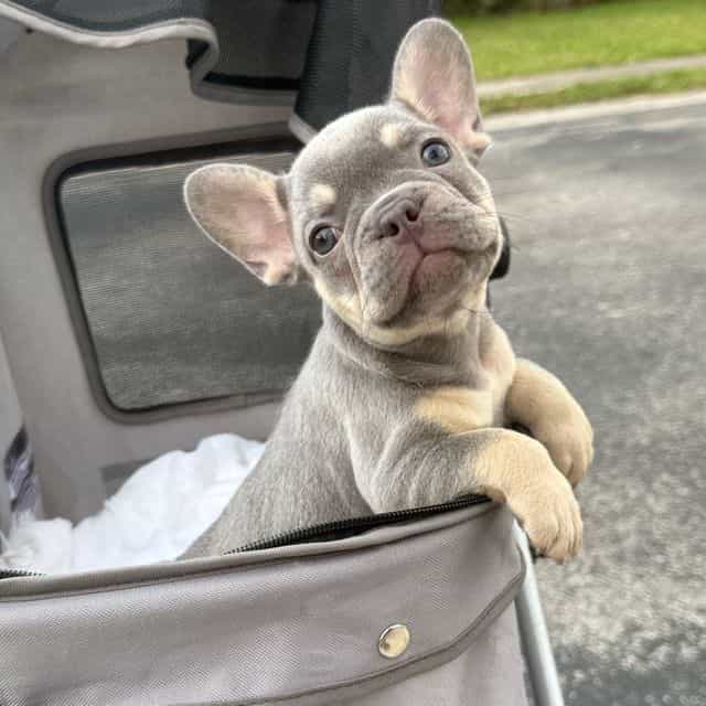 Apple - French Bulldog Female