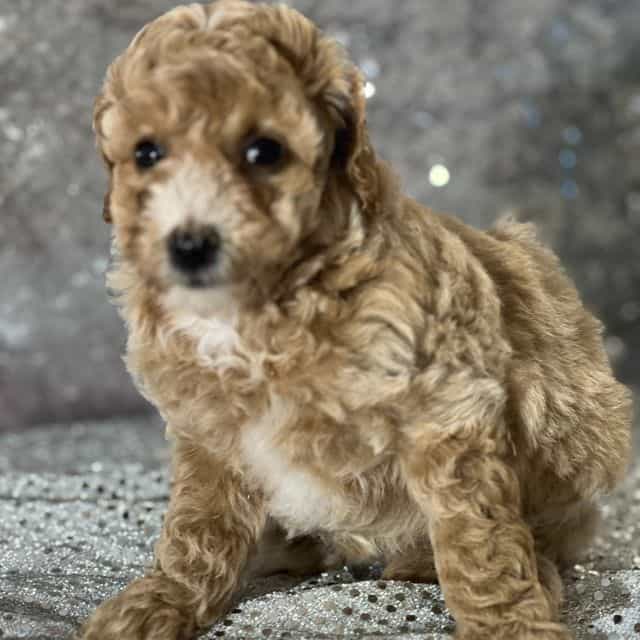 Sabrina - Bichon Frise Female