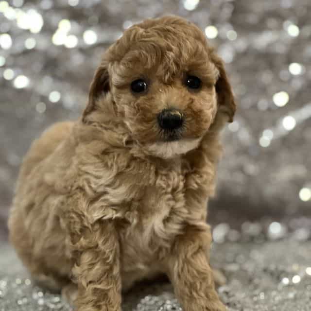 Smiely - Bichon Frise Female