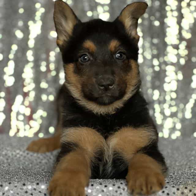 Margaret - Australian Shepherd Female