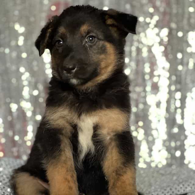 Milo - Australian Shepherd Male