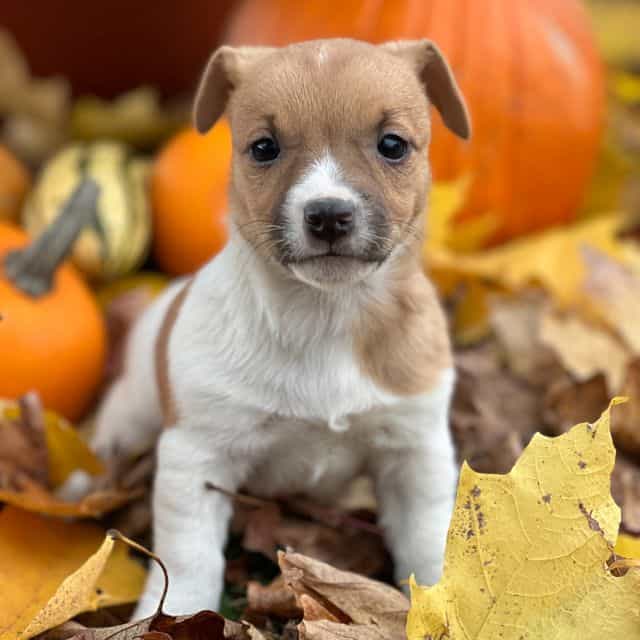 Gypsum  - Jack Russell Terrier Female