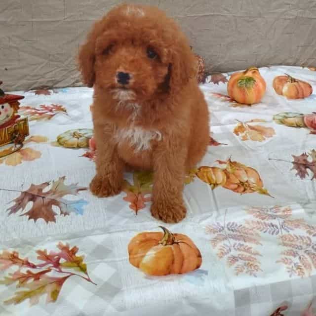 Chili pepper - Cavapoo Male
