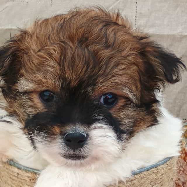 Linus  - Pomapoo Male