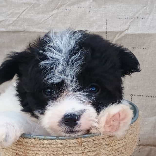 Lucy - Pomapoo Female