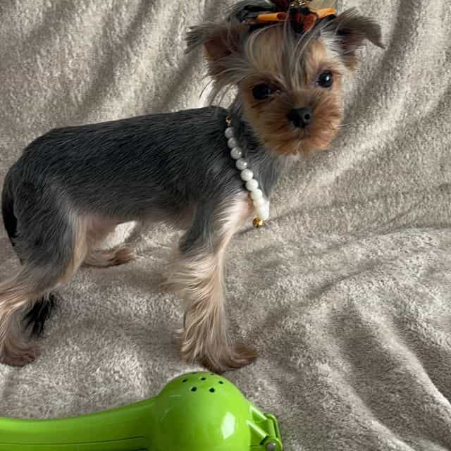 Micro size Russ - Yorkshire Terrier Female