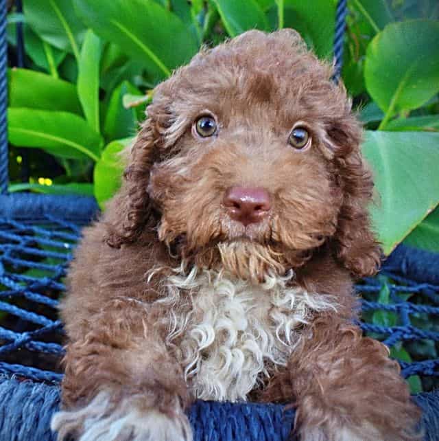 Yogi - Havapoo Male
