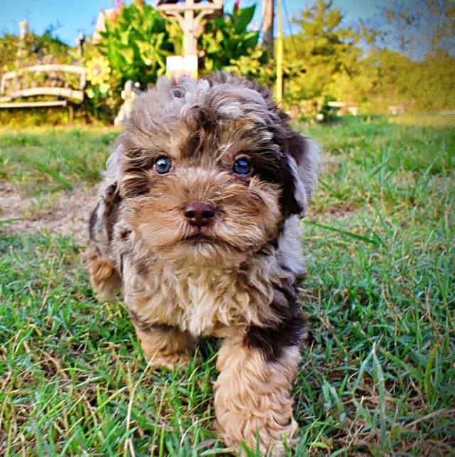 Bandit - Havapoo Male