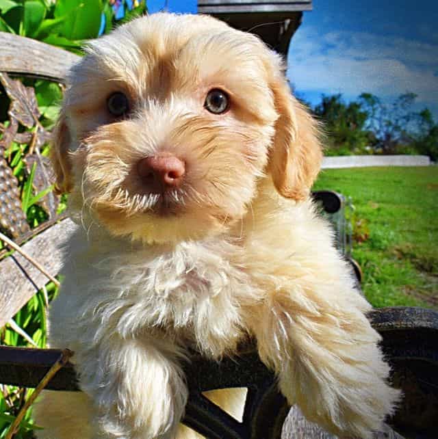 FABIO - Havapoo Male