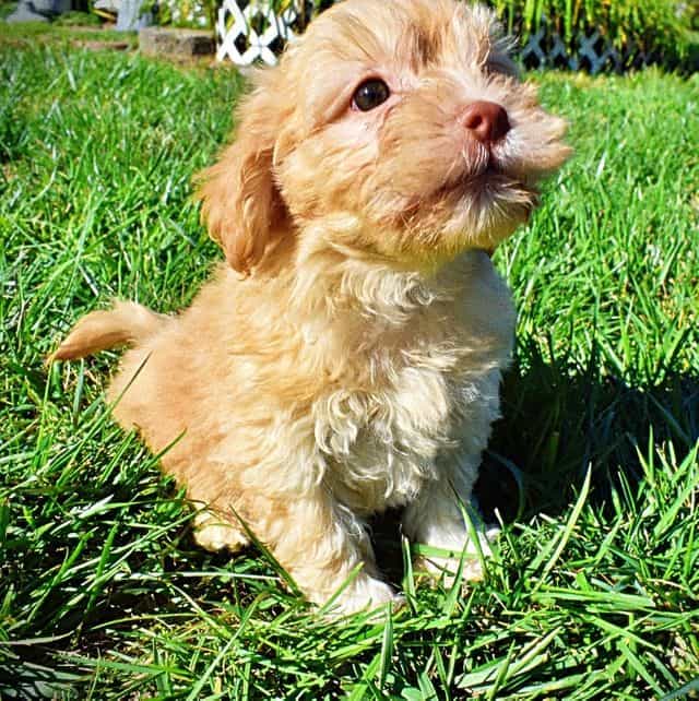 FIDGET - Havapoo Male