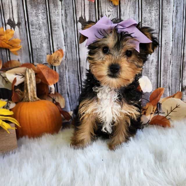 Lilly - Yorkshire Terrier Female