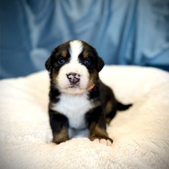Orange Boy - Bernese Mountain Dog Male