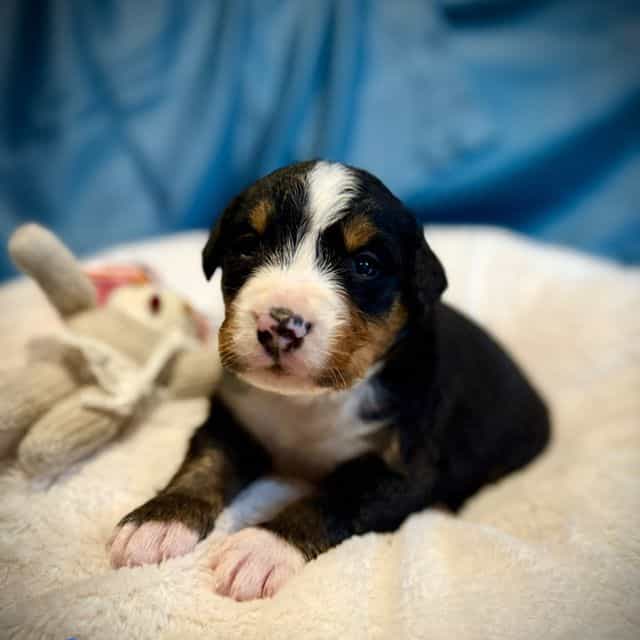 Blue Boy - Bernese Mountain Dog Male