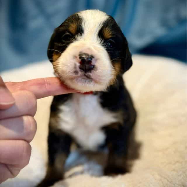 Red Boy - Bernese Mountain Dog Male