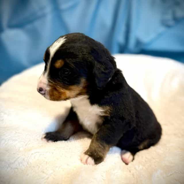 Tan Boy - Bernese Mountain Dog Male