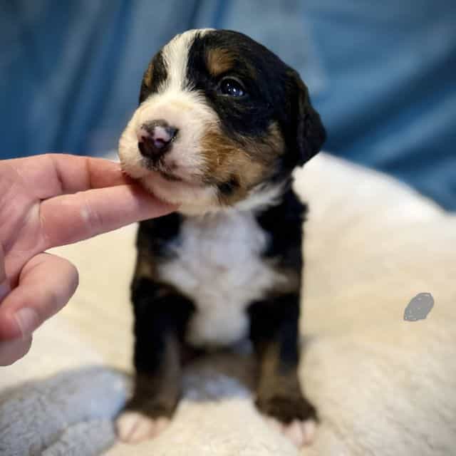 Gray Boy - Bernese Mountain Dog Male