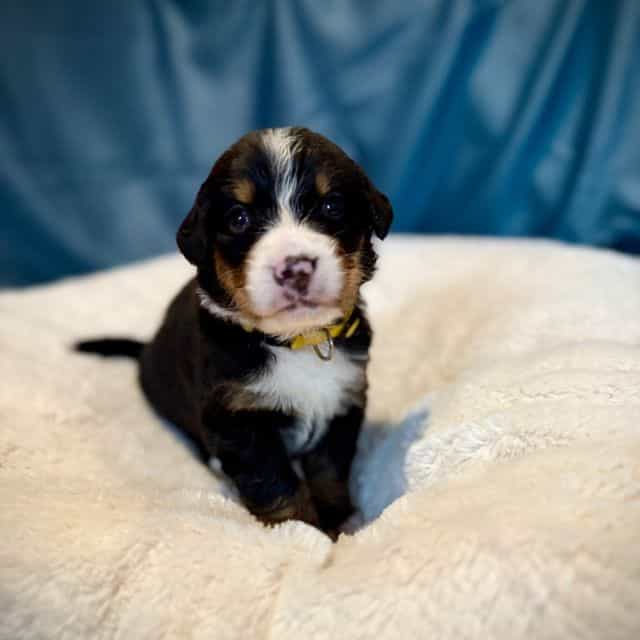 Yellow Girl - Bernese Mountain Dog Female