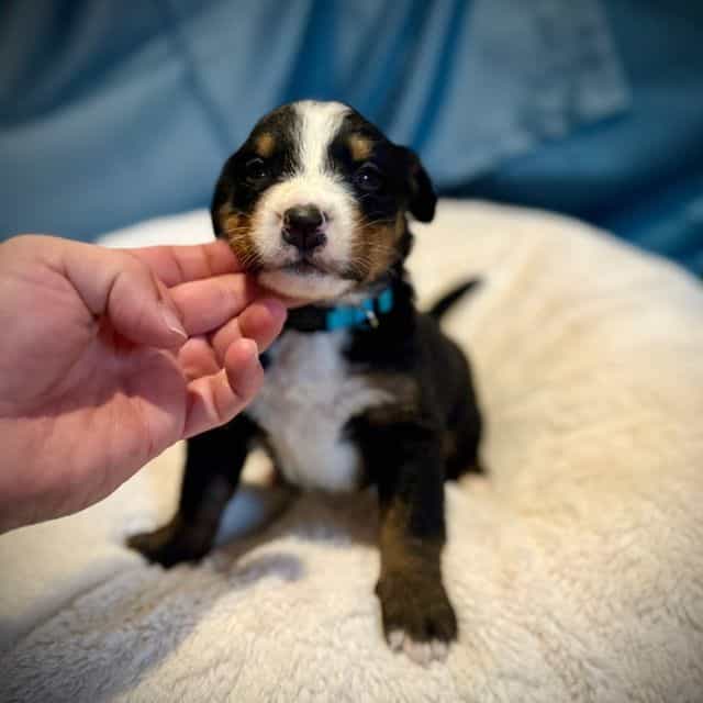 Light Blue Girl - Bernese Mountain Dog Female