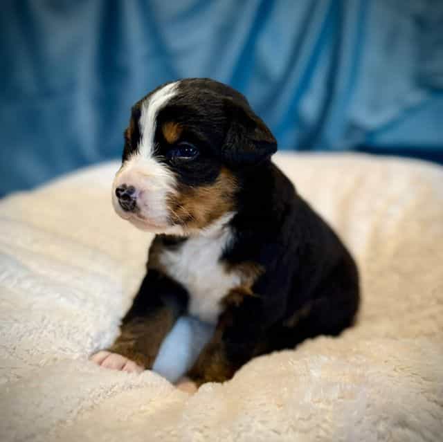 Light Purple Gi - Bernese Mountain Dog Female