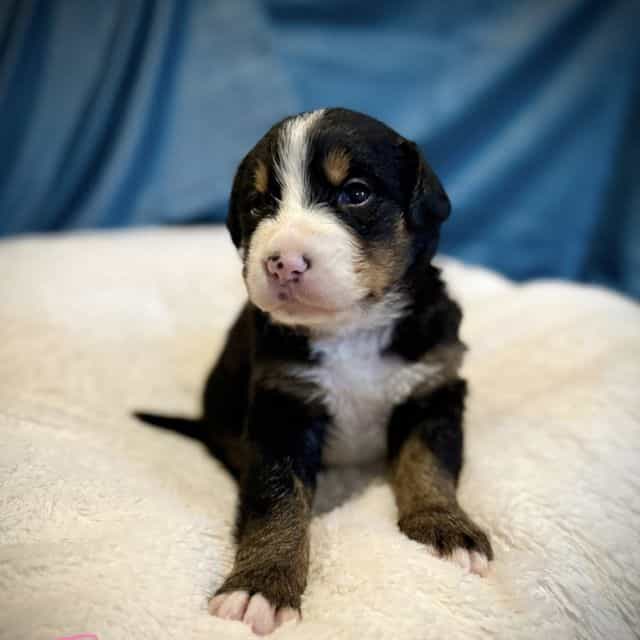 Pink Girl - Bernese Mountain Dog Female
