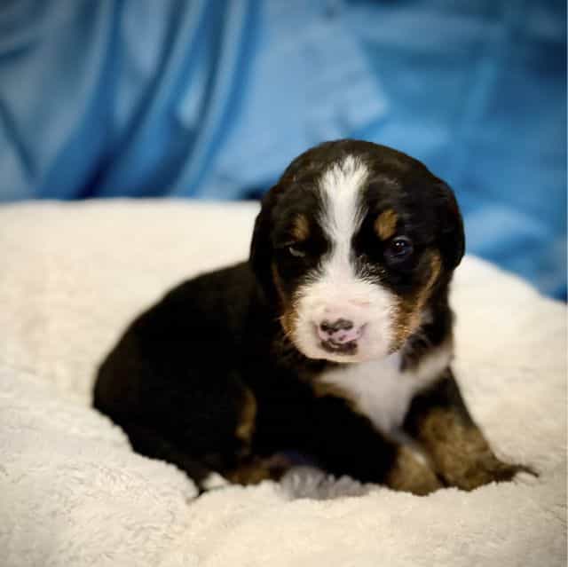 Purple Girl - Bernese Mountain Dog Female