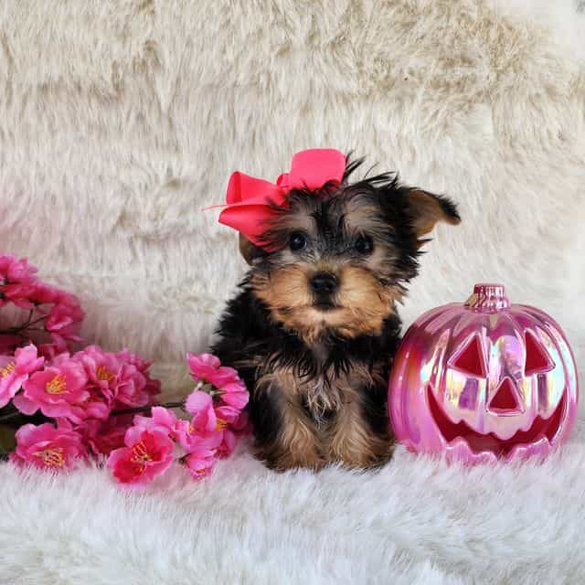 Paisly - Morkie Female