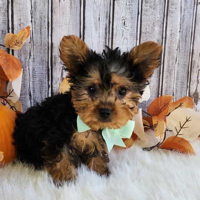 Mickey - Yorkshire Terrier Male