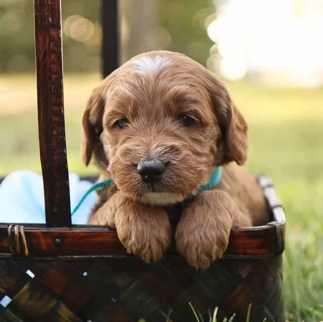 Jack - Goldendoodle Male