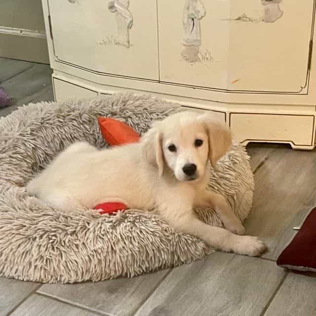 AKC Ruby - Golden Retriever Female
