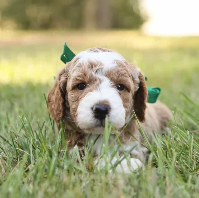 Hunter  - Goldendoodle Male
