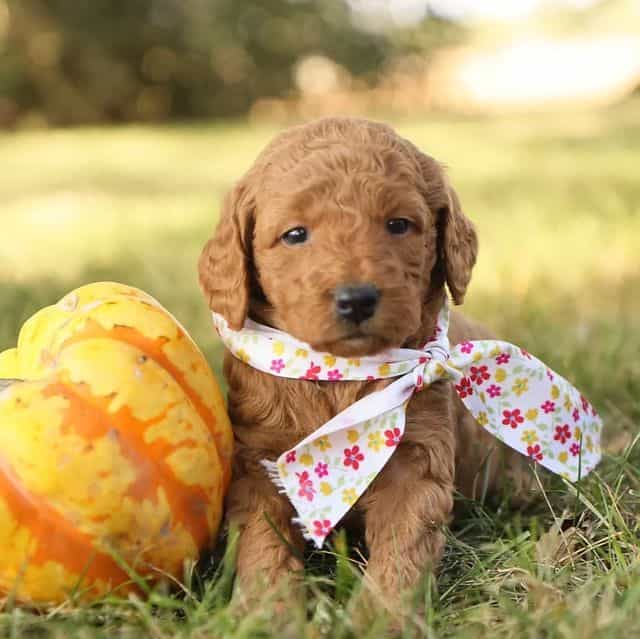 Autumn - Goldendoodle Female