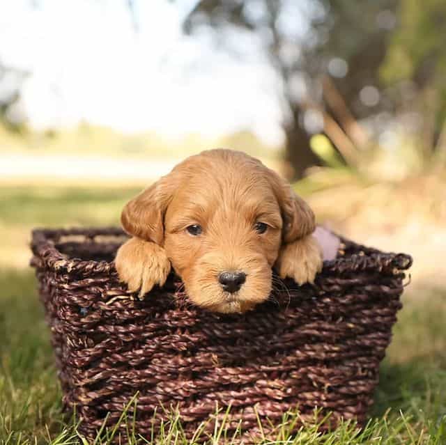 Misty  - Goldendoodle Female