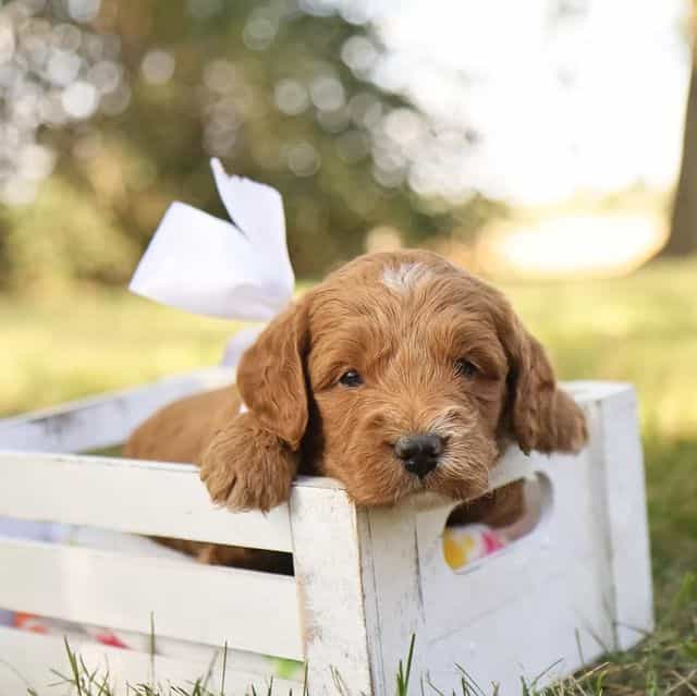 Oakley  - Goldendoodle Male