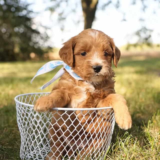 Orion - Goldendoodle Male