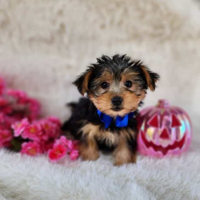 Milo - Morkie Male