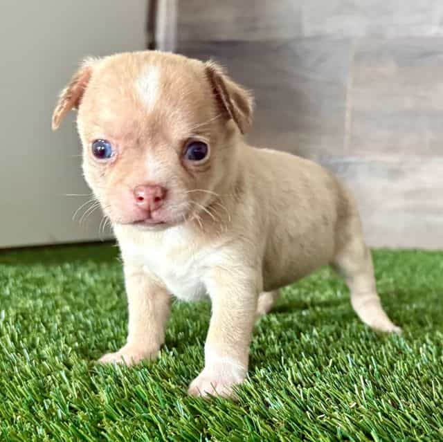 Lilly - Chihuahua Female