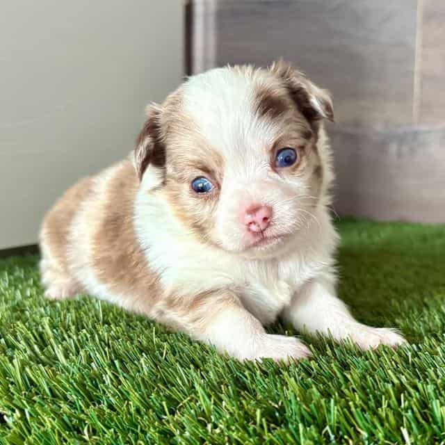 Luna - Chihuahua Female