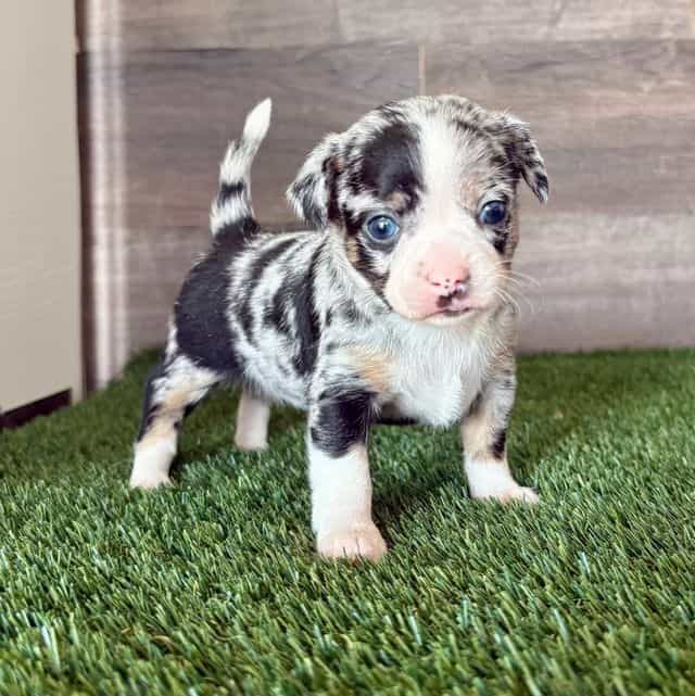 Lucy - Chihuahua Female