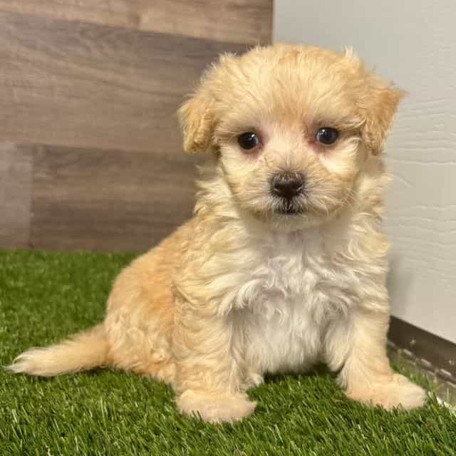 Maurice - Maltipoo Male
