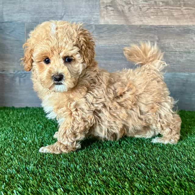 Mighty - Maltipoo Male