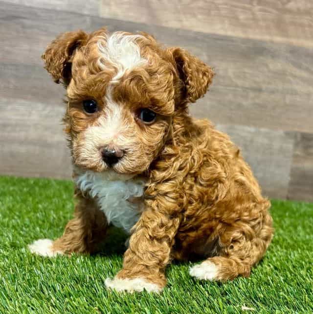 Tina - Toy Poodle Female