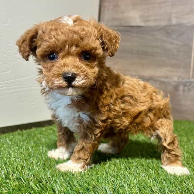 Teeny - Toy Poodle Female