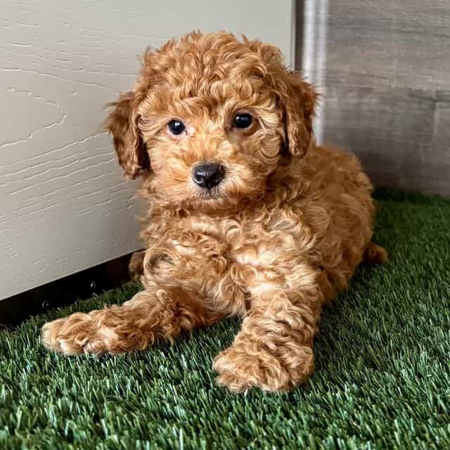 Toby - Toy Poodle Male