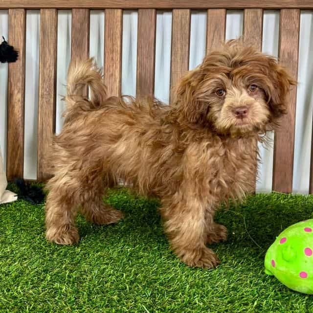 Finn - Shih-Poo Male