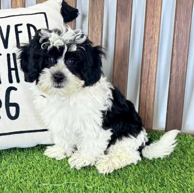 Silas - Shih-Poo Male