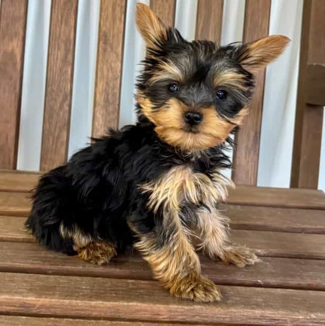 River - Yorkshire Terrier Female