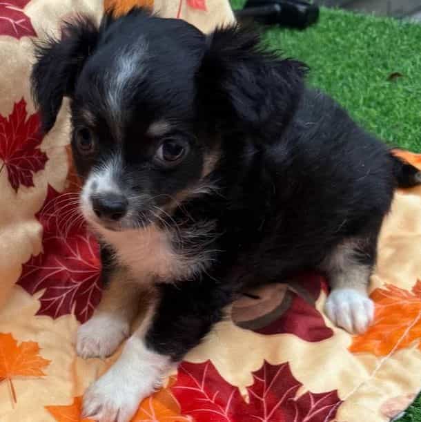 Stanley - Chihuahua Male