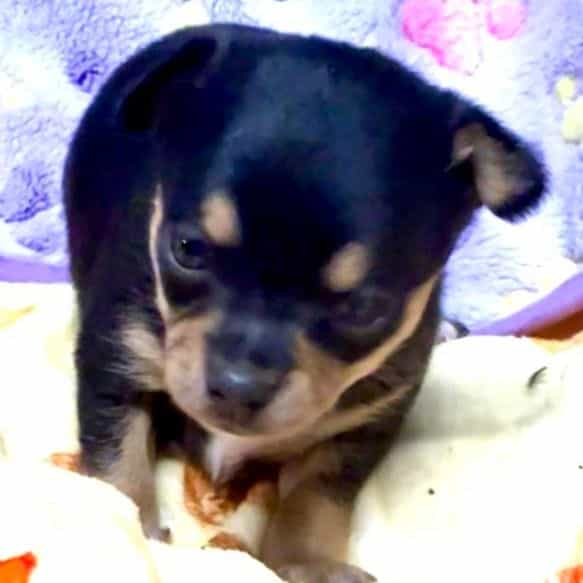 Gabe - Chihuahua Male